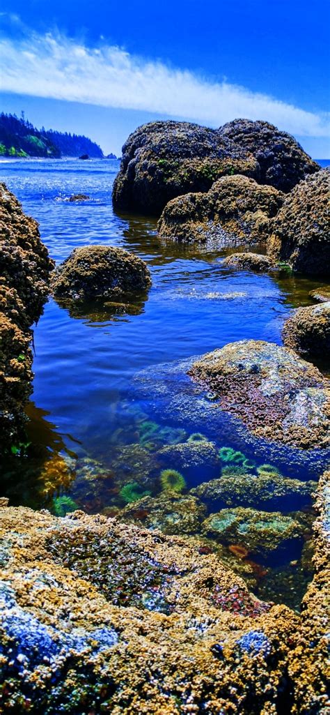 ruby beach tide pools.